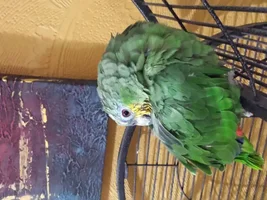 Help! I'm new and just been given a parrot!