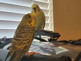 Bunch of cute Budgies