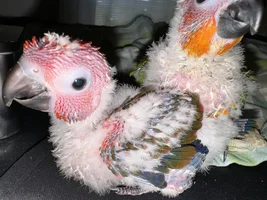 What color are these sun conure babies?