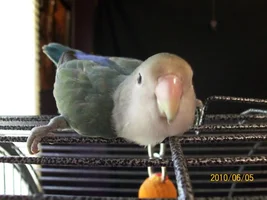 Splay legged/Spraddle Legged Birds