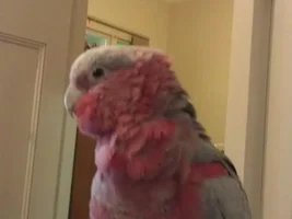 I hope this is molting
