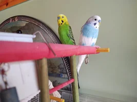 Tom the Con-Man and the Flock!