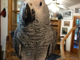 Goose is 5 Months Old Today