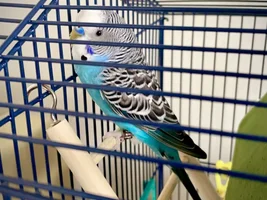My new budgie was traumatised on day 3... advice please!