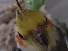 Advice, after visit from a vet, concerned about him. (UPDATE) MAJOR CONCERNS NOW 23/11