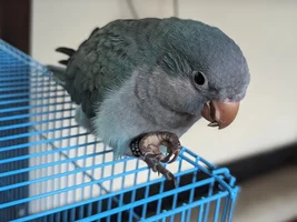 My Quaker is not taking hand feeding.
