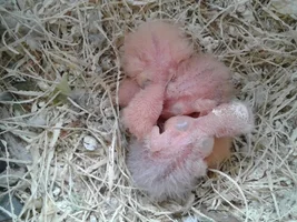 Lovebirds: development of a clutch from egg to hand raising