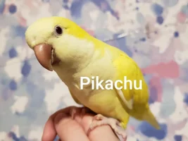 Re-homing two Quaker Parrots and Two Cockatiels