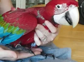 Baby GW and hybrid macaw photos