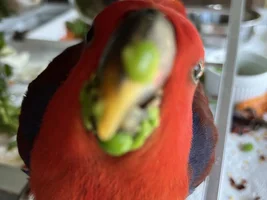 Help needed for a female Eclectus.