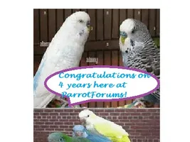 Happy 4th PF Anniversary, Laurasea!