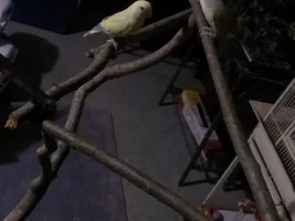 Conure/Lovebird play-stand