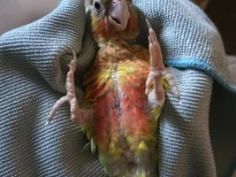 Bird Tax Pics / Accidental Grandparrontage Successes