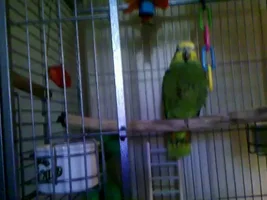 Orange wing amazon