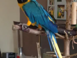 Yellow feathers