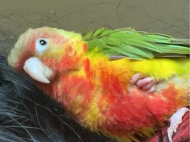 I'll draw your parrots