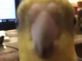 The best Bird meme!!