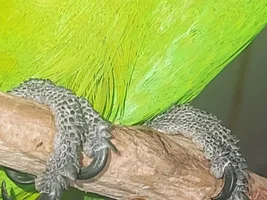 Long scales on feet..??