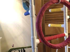 The Ins, Outs, and Upside Downs of Budgie Parenting