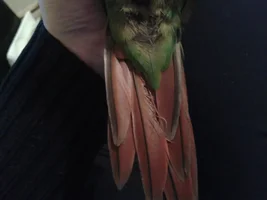 Messy Tail Feathers