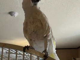 14yr old male Umbrella Cockatoo