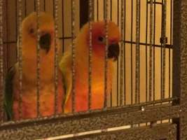 Conure Love ❤️❤️❤️❤️
