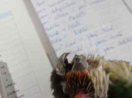Zenek and other our parrots