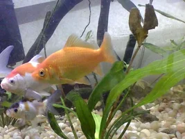 It's a bird, it's a plane, it's... Stormy's aquatics, inverts, and amphibians???