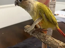Should I do something with this feather?