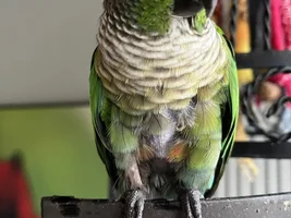 Green Cheek female plucking her feathers