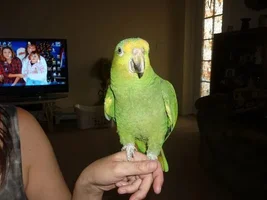 Can anyone identify this amazon?