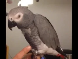 Here are some pictures of the CAG I'm thinking of adopting!
