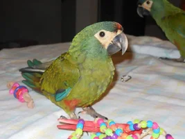 New Illiger's Baby