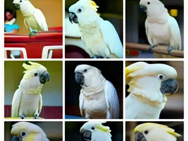 AI pics