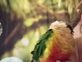Zenek and other our parrots