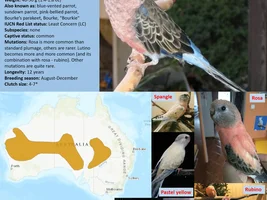 A parrot "mini-encyclopedia"