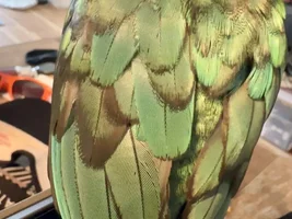 Conure with feather problems