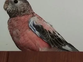 Zenek and other our parrots