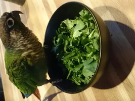 Worried about feathers....