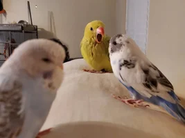 [UPDATE SEPTEMBER] Feathered Hello from Savannah + Meet My Birds