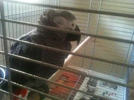 My African gray is so sick and I can't find a vet