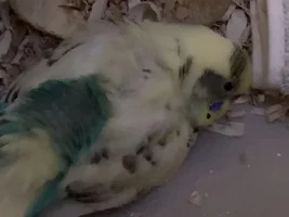 Happy birthday newborn baby budgie!