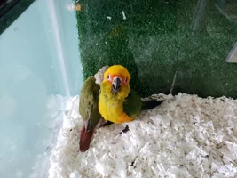 New conures