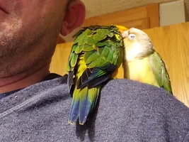 New conures