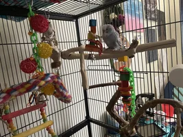 Hello! My entire life story about budgies :)
