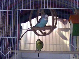 Happy Belated Hatchday, Stormy-Bird!