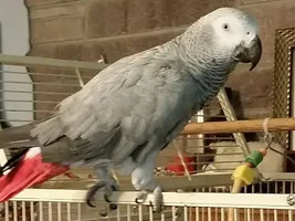 Leroy