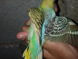 New colour budgie to me