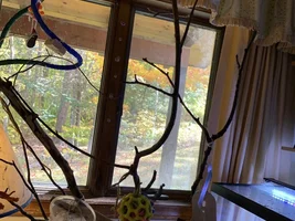 The Ins, Outs, and Upside Downs of Budgie Parenting