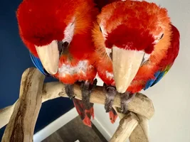 Scarlet Macaw siblings Scottie & Louie grinding their mandibles in contentment